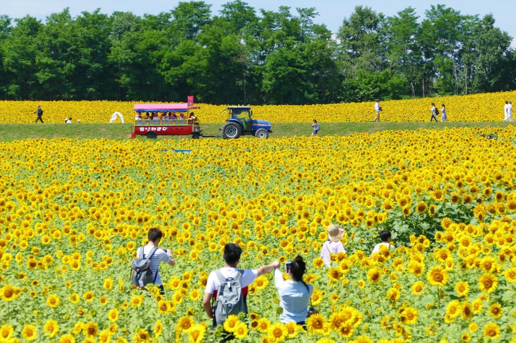 ひまわりまつり